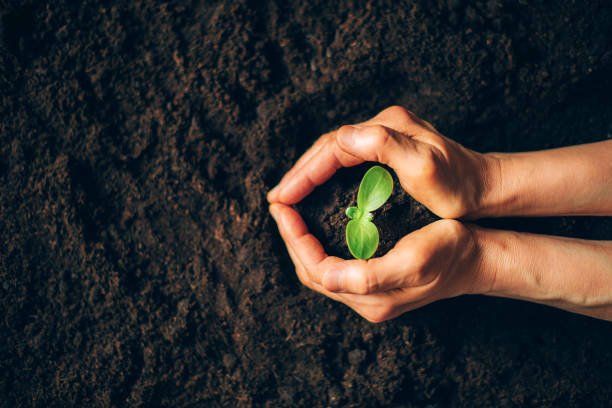 Farmer hand holding young plant. Top view. Banner. New life, eco, sustainable living, zero waste, plastic free, earth day, investment concept. Gospel spreading. Nurturing baby plant, protect nature.